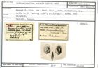 Karteikarte zum Holotyp von Quinqueloculina scidula Karrer, 1867